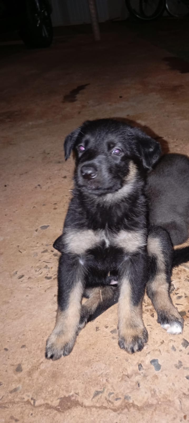 Portal Vendocão Pastor alemão  Montes Claros