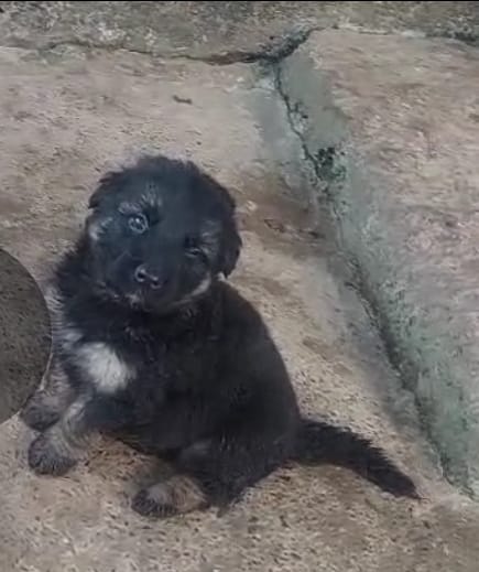 Portal Vendocão Filhotes de pastor alemão  Ouro Preto
