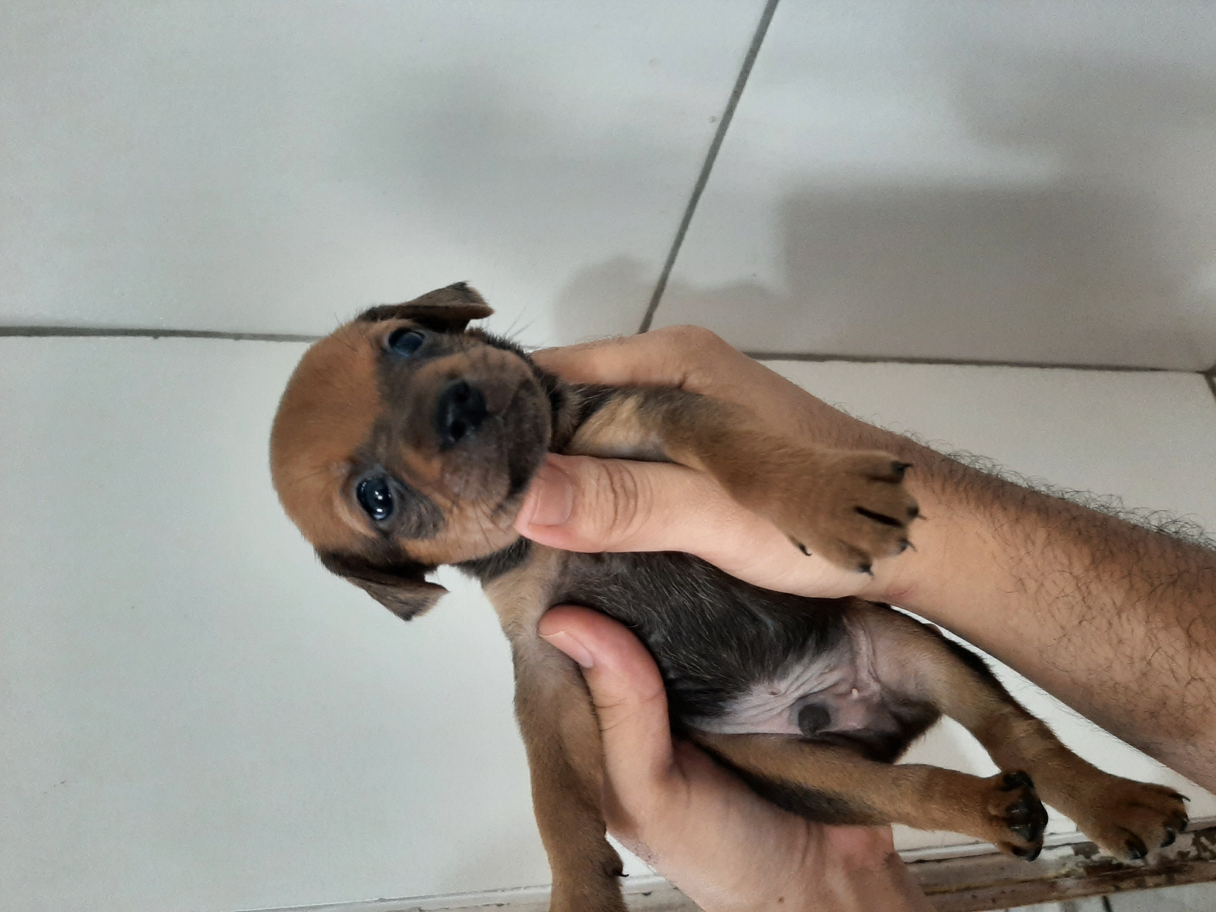 Portal Vendocão Filhote de Pinscher miniatura N°2  Natal