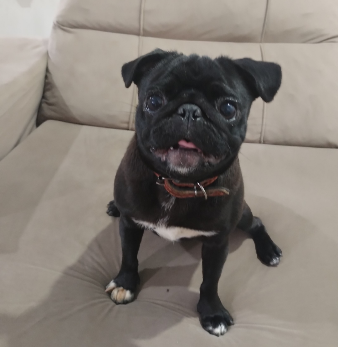 Portal Vendocão Pug fêmea  Itajaí 