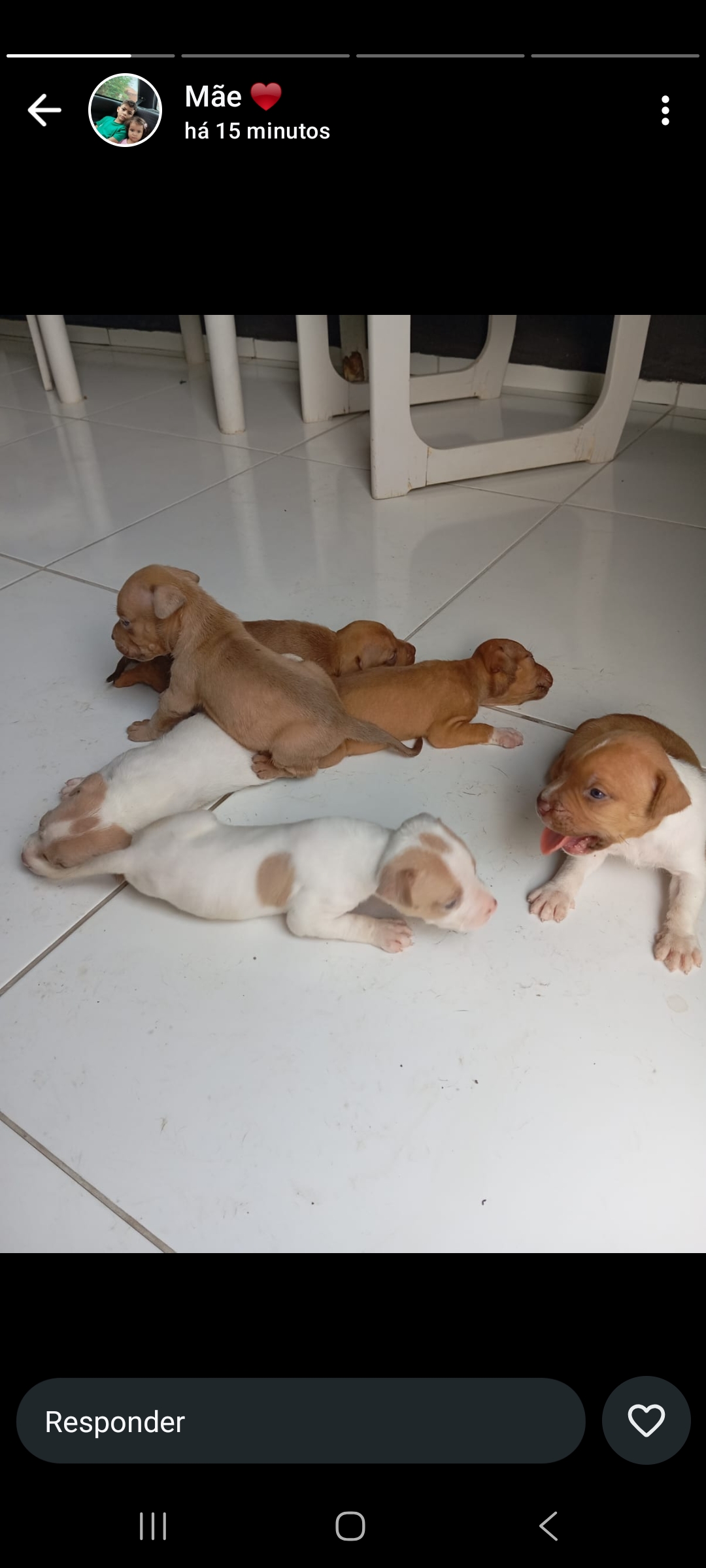 Portal Vendocão Filhotes a venda, pit monsters puros, vão completar 1 mês de vida Teresina