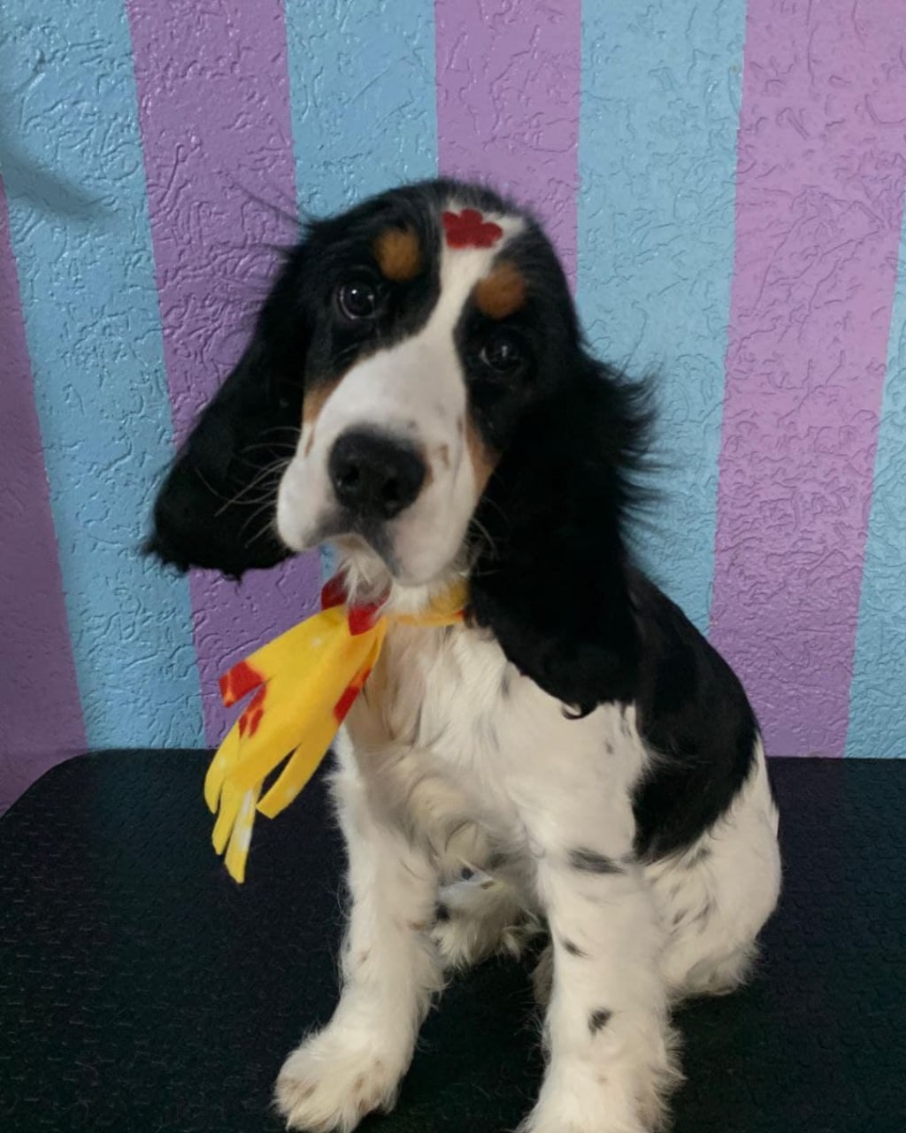 Linda Filhote de Cocker Spaniel Fêmea  - Foto 1