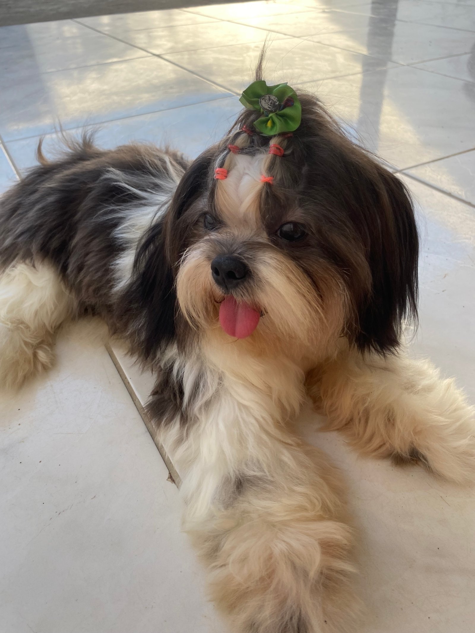 vendo cachorra shitzu fêmea 