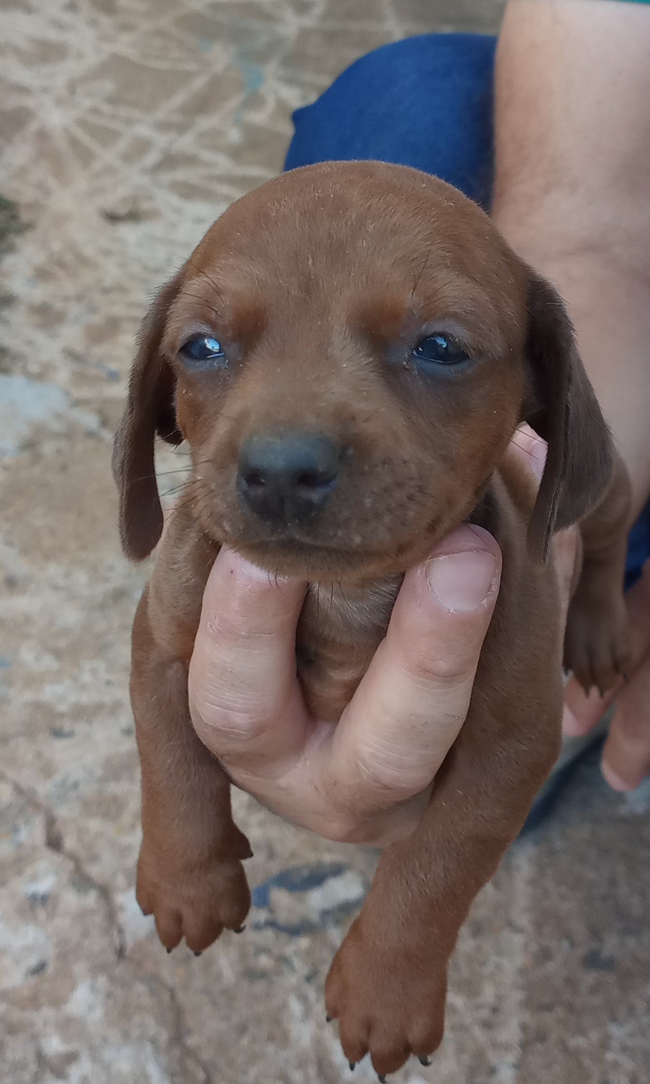 Filhotes de Basset  - Foto 4