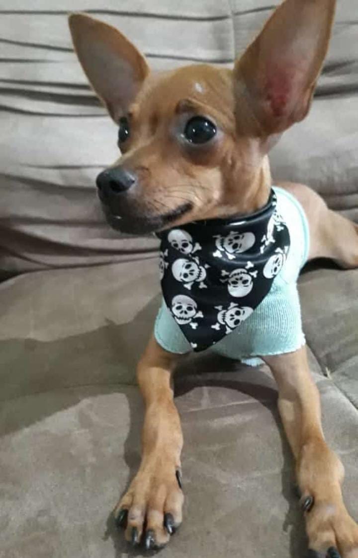 Portal Vendocão Pinscher macho Parauapebas 