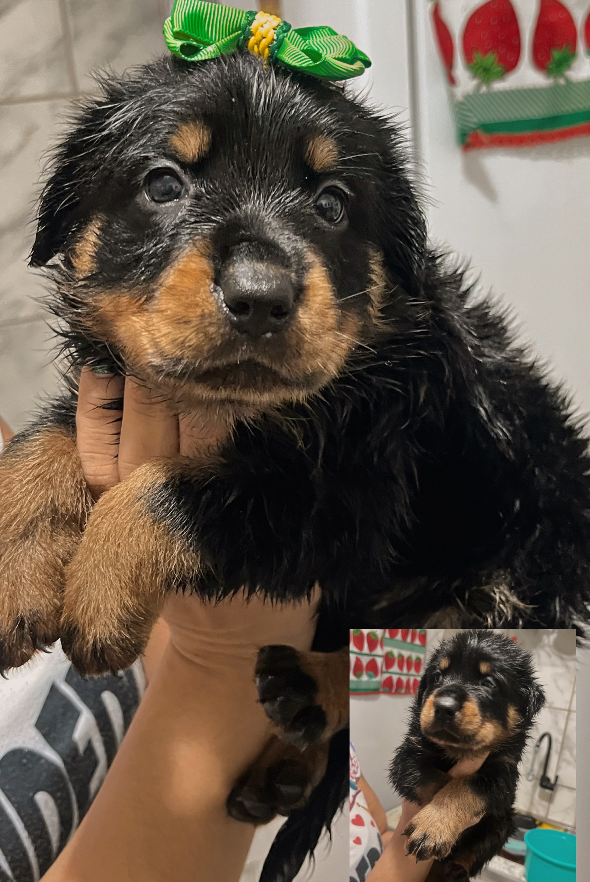 Filhotes de Rottweiler femeas - Foto 3