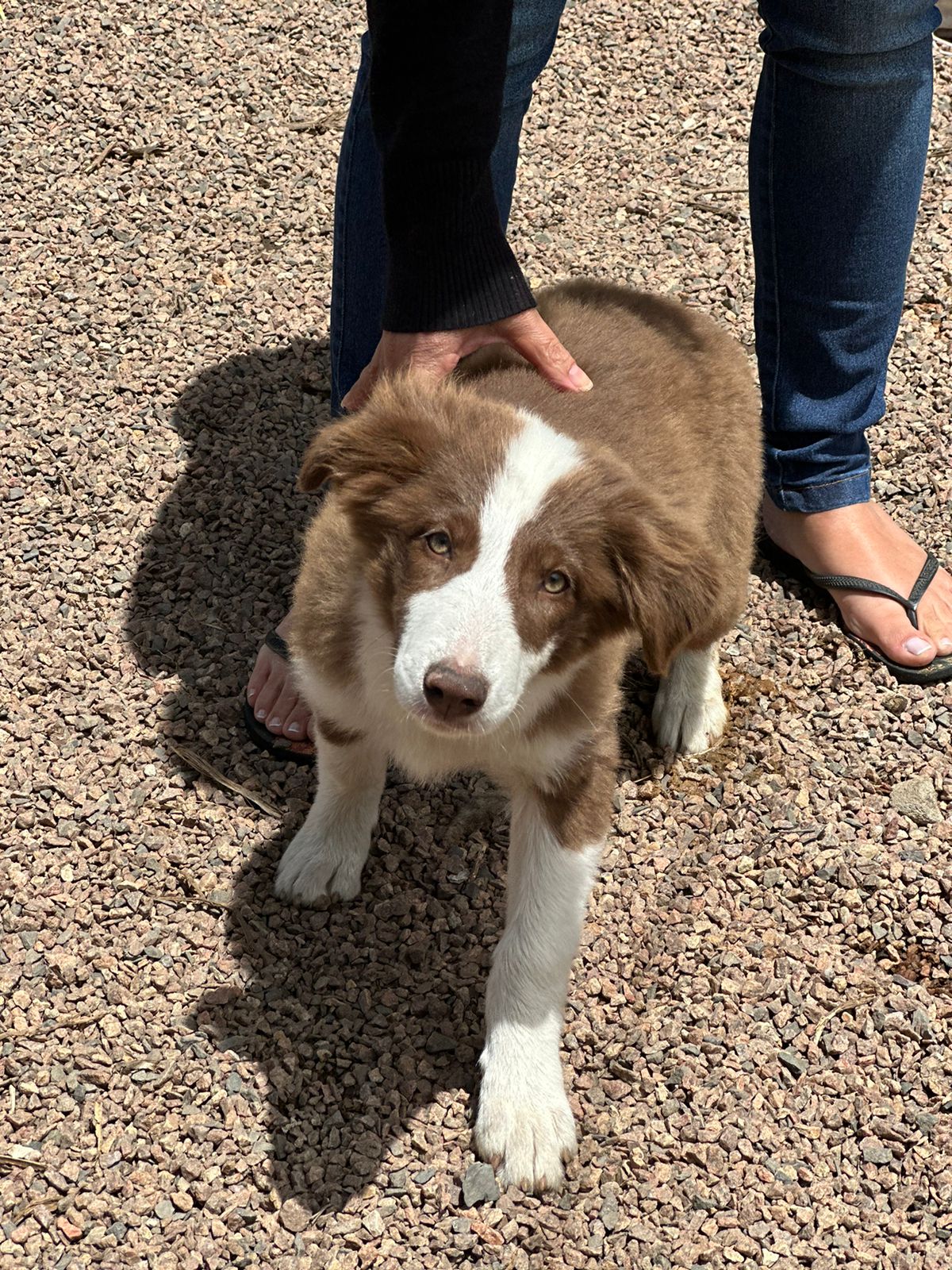 Portal Vendocão Fhotes de Border Collie sendo 4 fêmeas e 1 macho.  Porto Alegre
