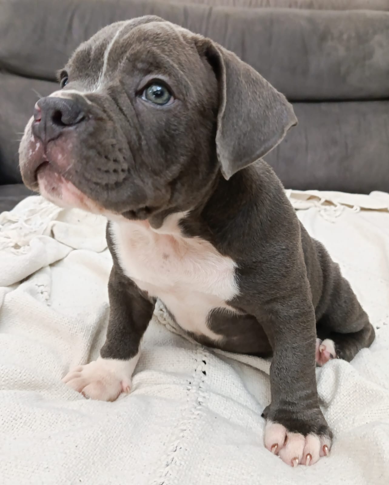 Filhotes American bully micro  - Foto 2