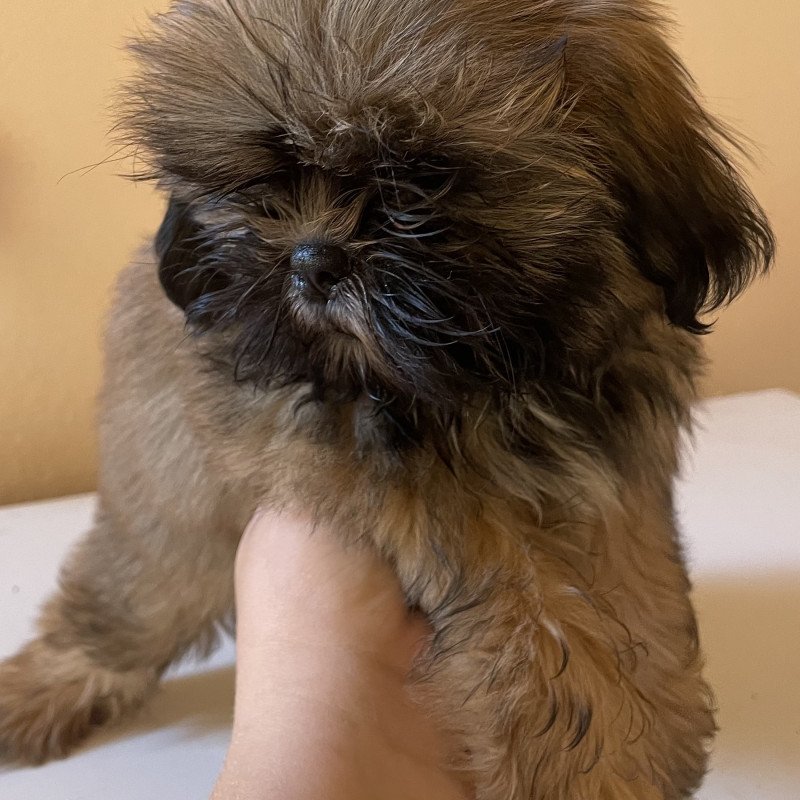 Filhotes de shih tzu macho - Foto 4