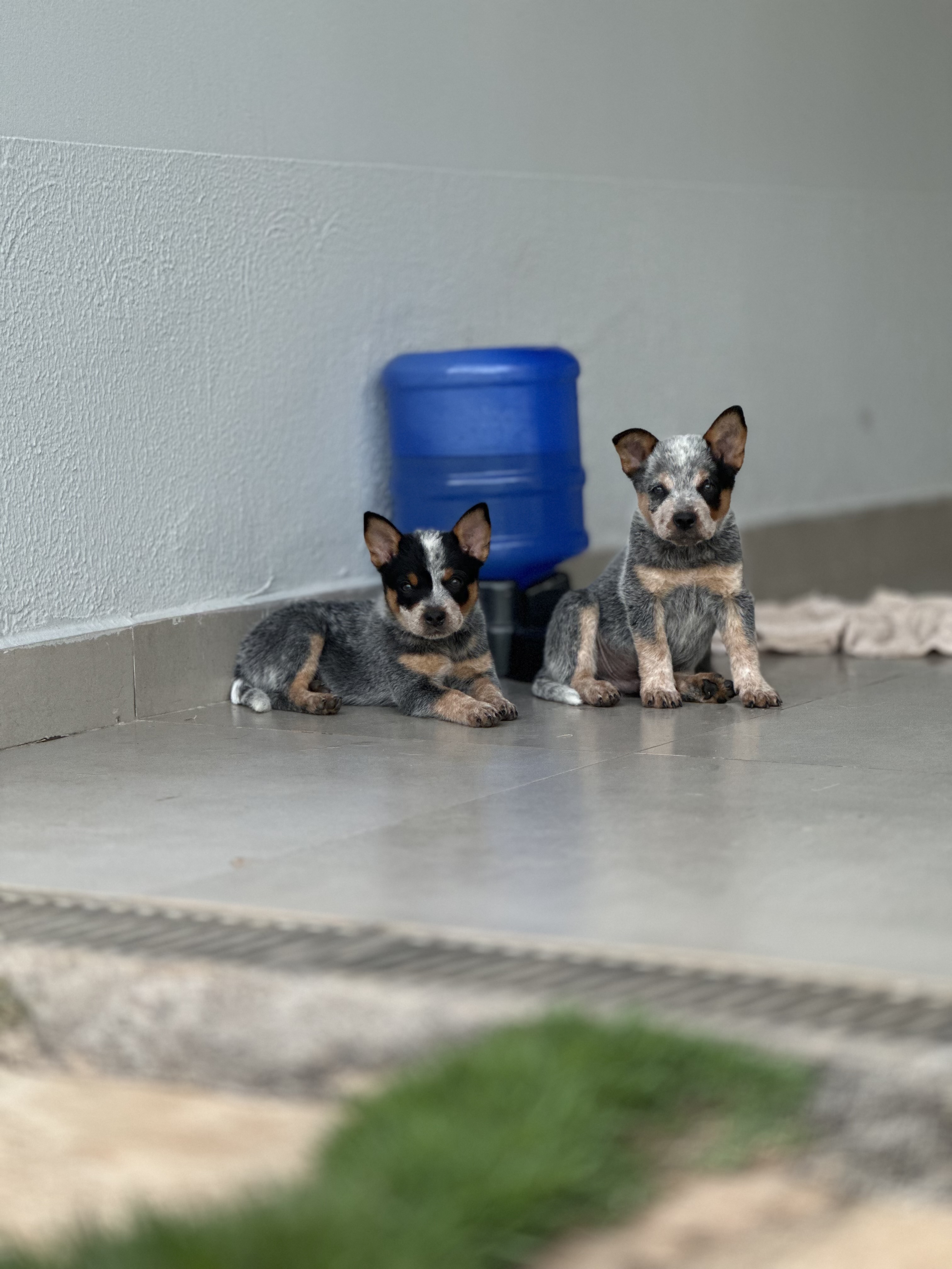 Portal Vendocão Filhotes de blue heeler  Águas claras 