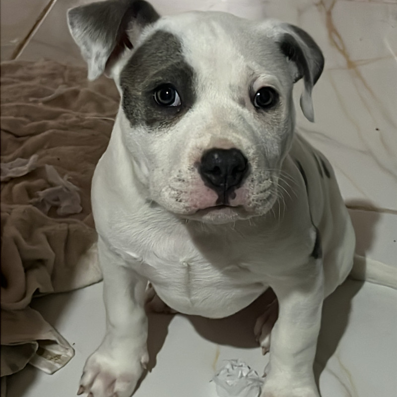 Filhote de Pitbull
