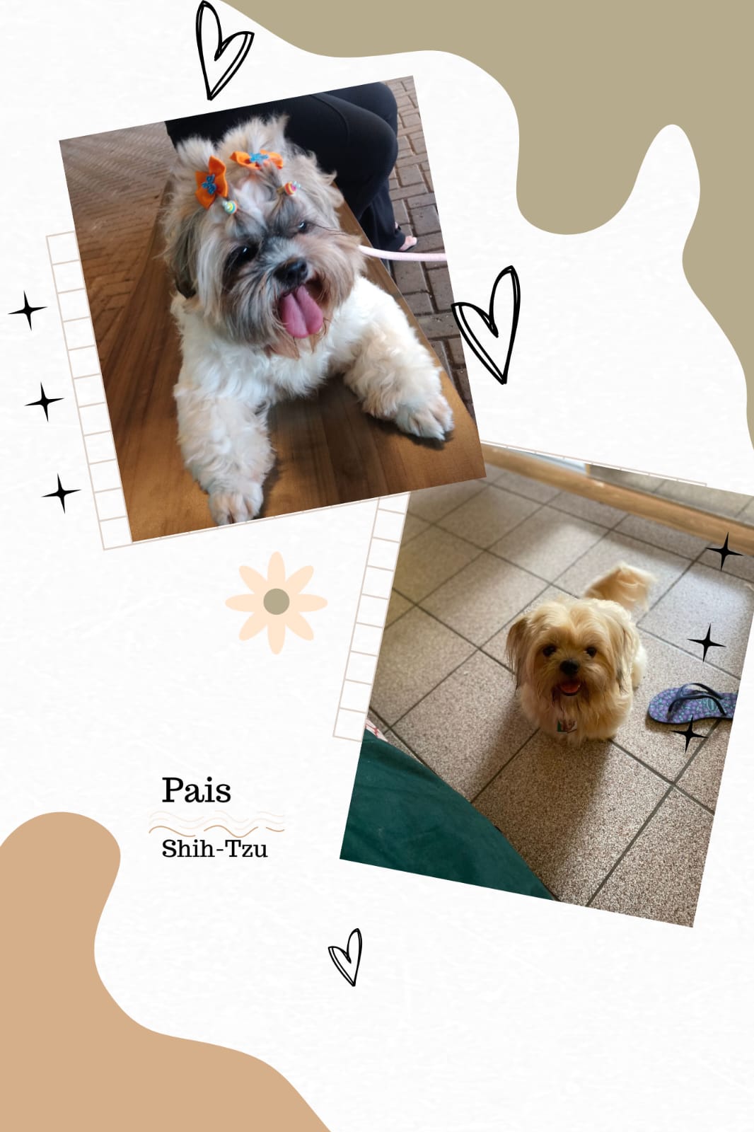 Shih-tzu - Foto 4