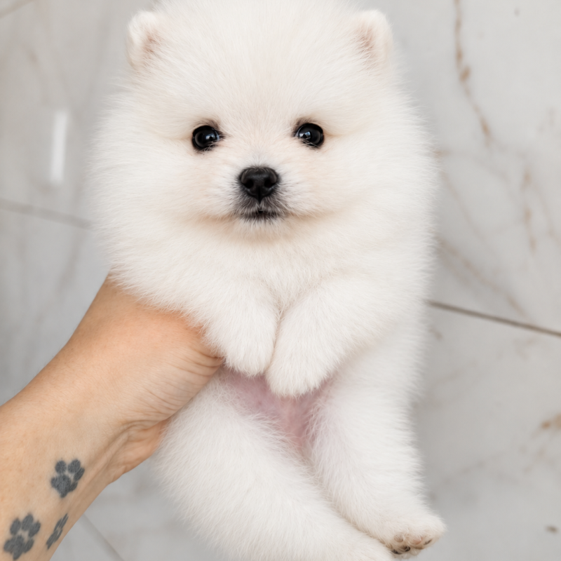 Lindo Lulu da Pomerânia Anão Branco Neve - Foto 2