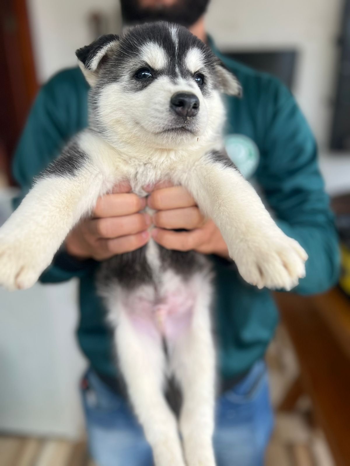 🐾 Filhotes de Husky Siberiano Puro à Venda! 🐾 - Foto 3