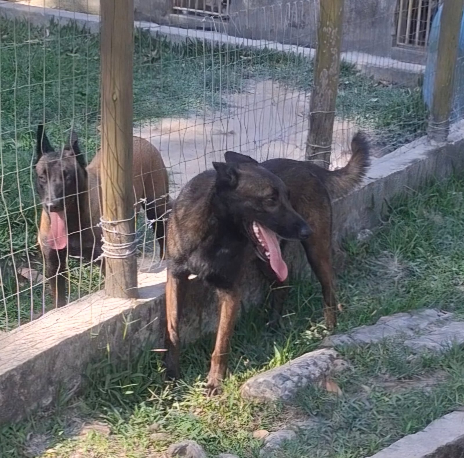 Lindos filhotes de Pastor Belga Malinois com pedigree 
