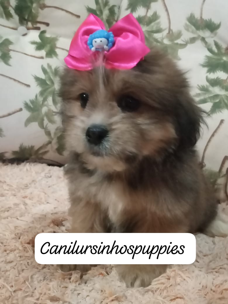 Portal Vendocão lhasa apso lindos bebes pronta entrega #canilursinhospuppies barueri 