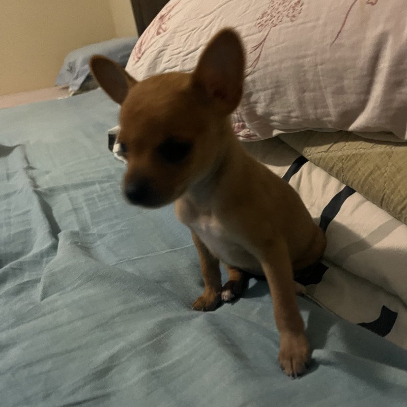 Lindo filhotinho de pincher macho 3 meses