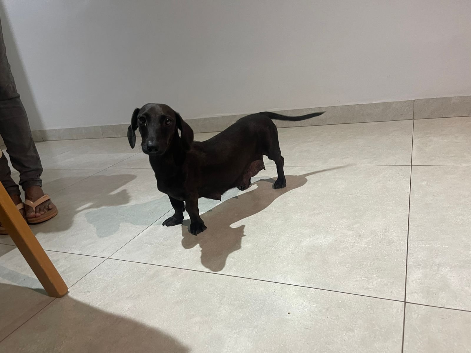 Basset round/ salsicha - Foto 1
