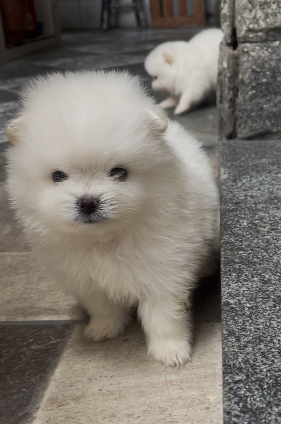 Portal Vendocão Filhote de Lulu da pomerania branco anao  Barra mansa 