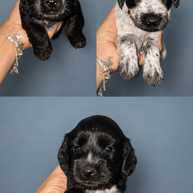 Filhotes de Cocker Spaniel Inglês