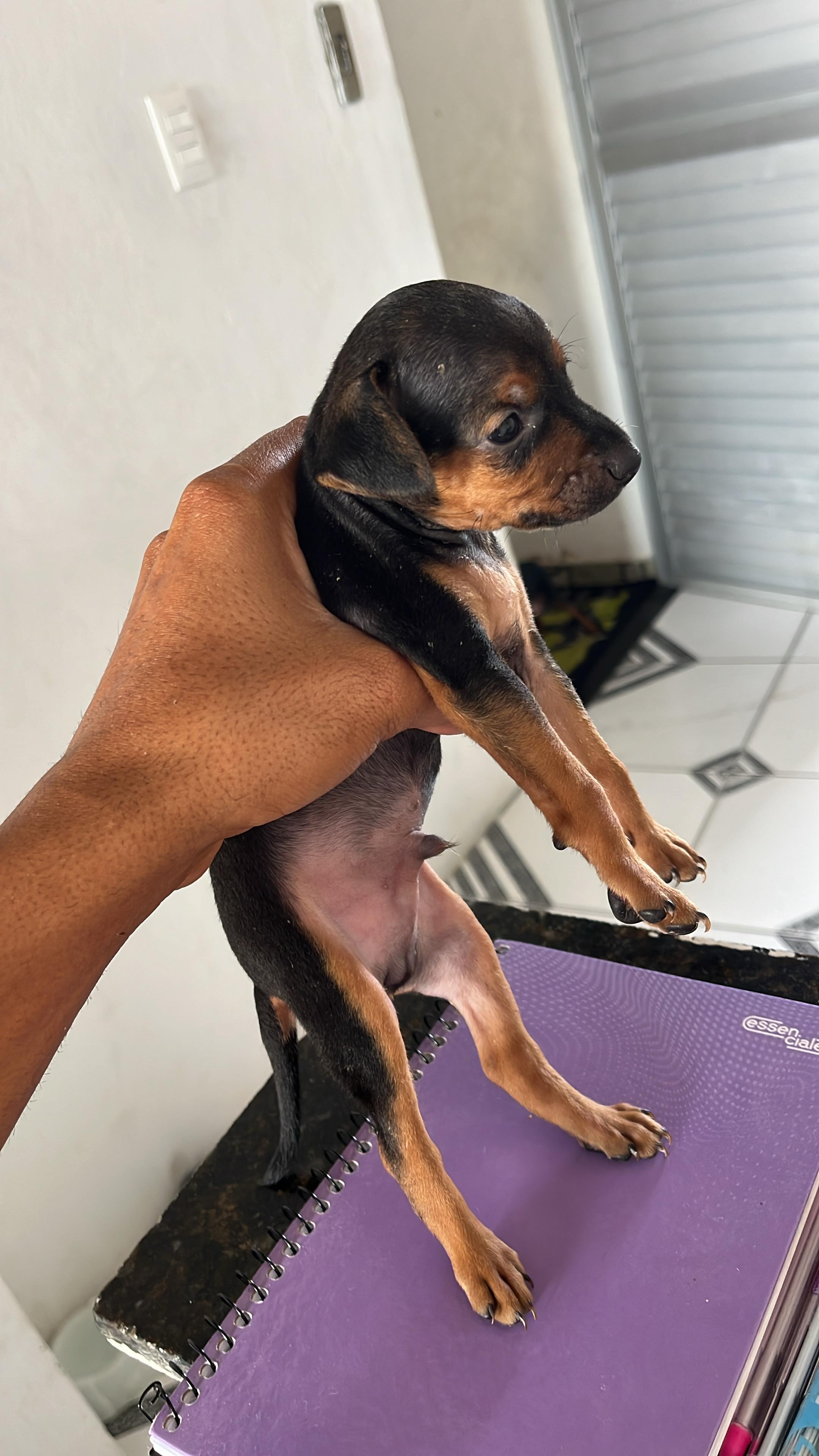 Portal Vendocão PINSHER 0 Salavador