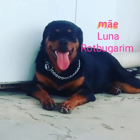 Portal Vendocão Filhotes de rottweiler alto padrão  Salvador