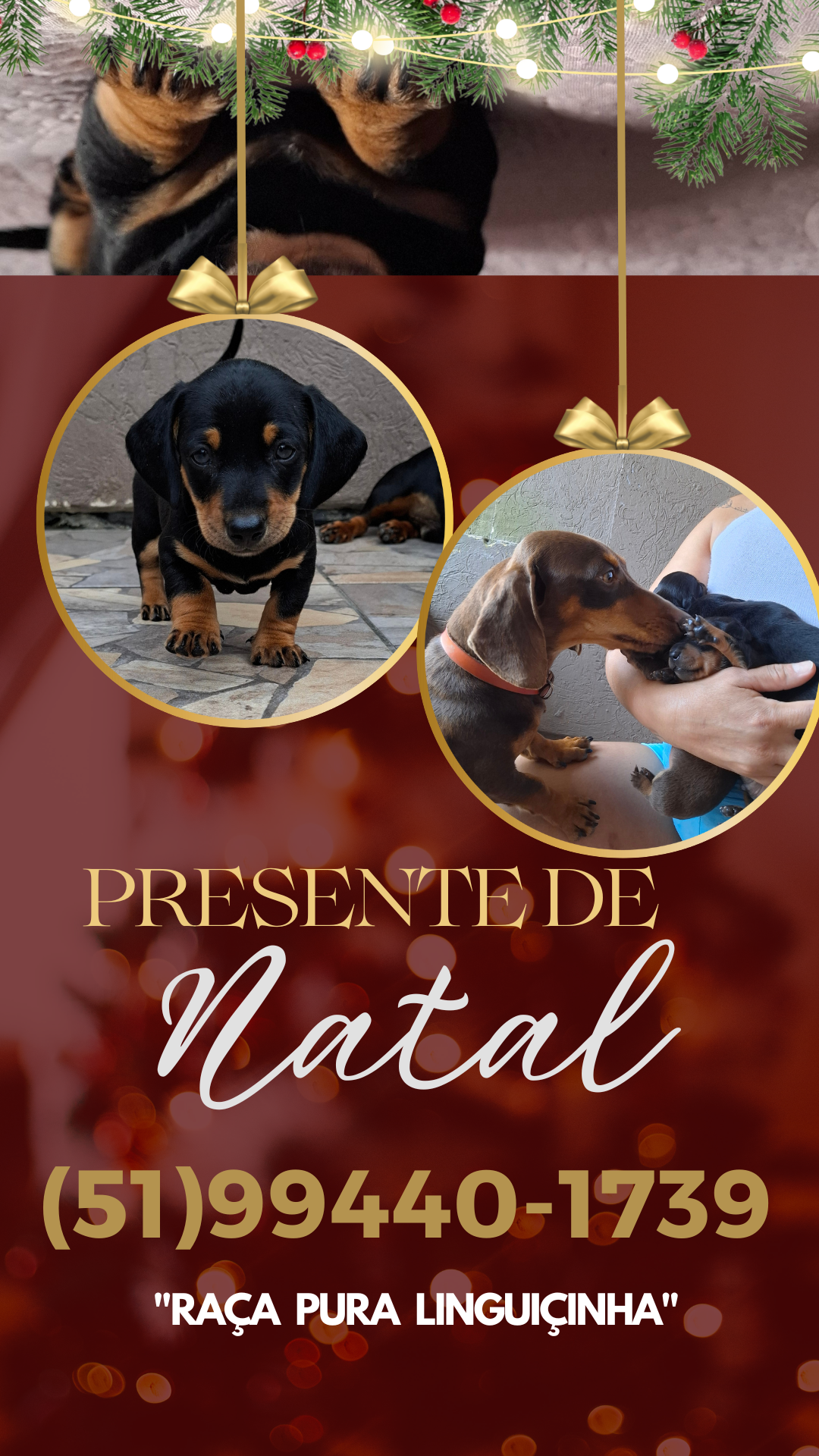 Portal Vendocão Linguicinha raça pura  Sapucaia do Sul