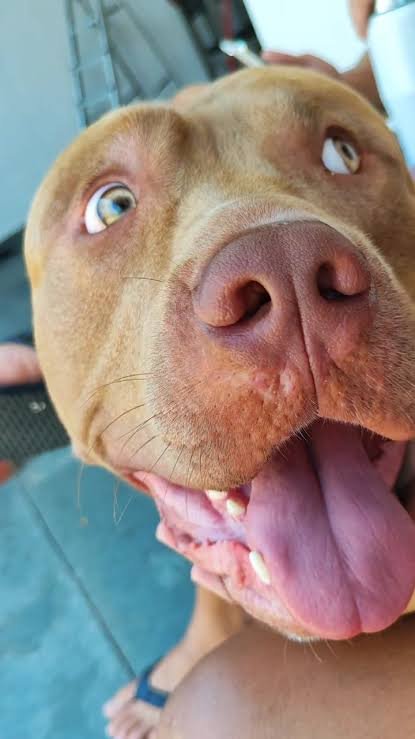 Pitbull Monster  - Foto 1