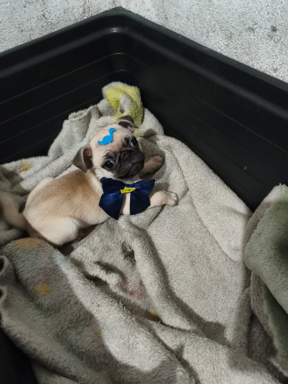 Filhote super fofo e dócil , tem 55 dias de nascido e está com a primeira vacina , doguinho super meigo ótimo para viver com crianças e outros animais !! *NAO ACEITO TROCA*