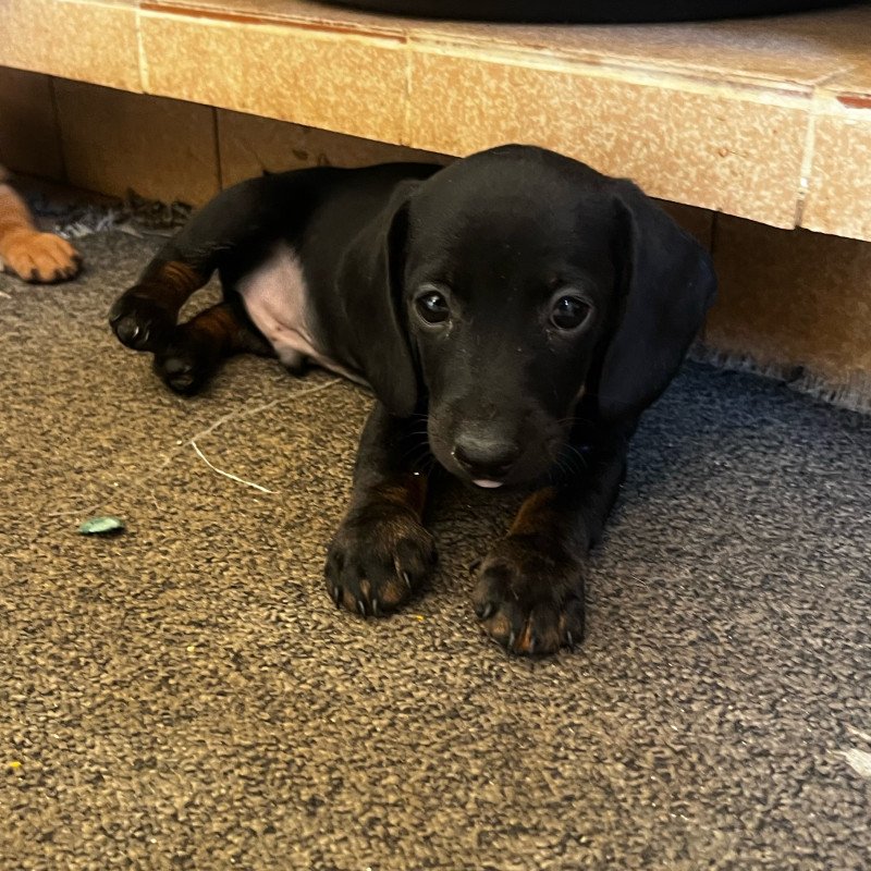 Filhote de Dachshund Macho cor preto