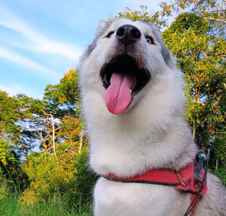 Portal Vendocão Filhote de Husky Siberiano Valença 