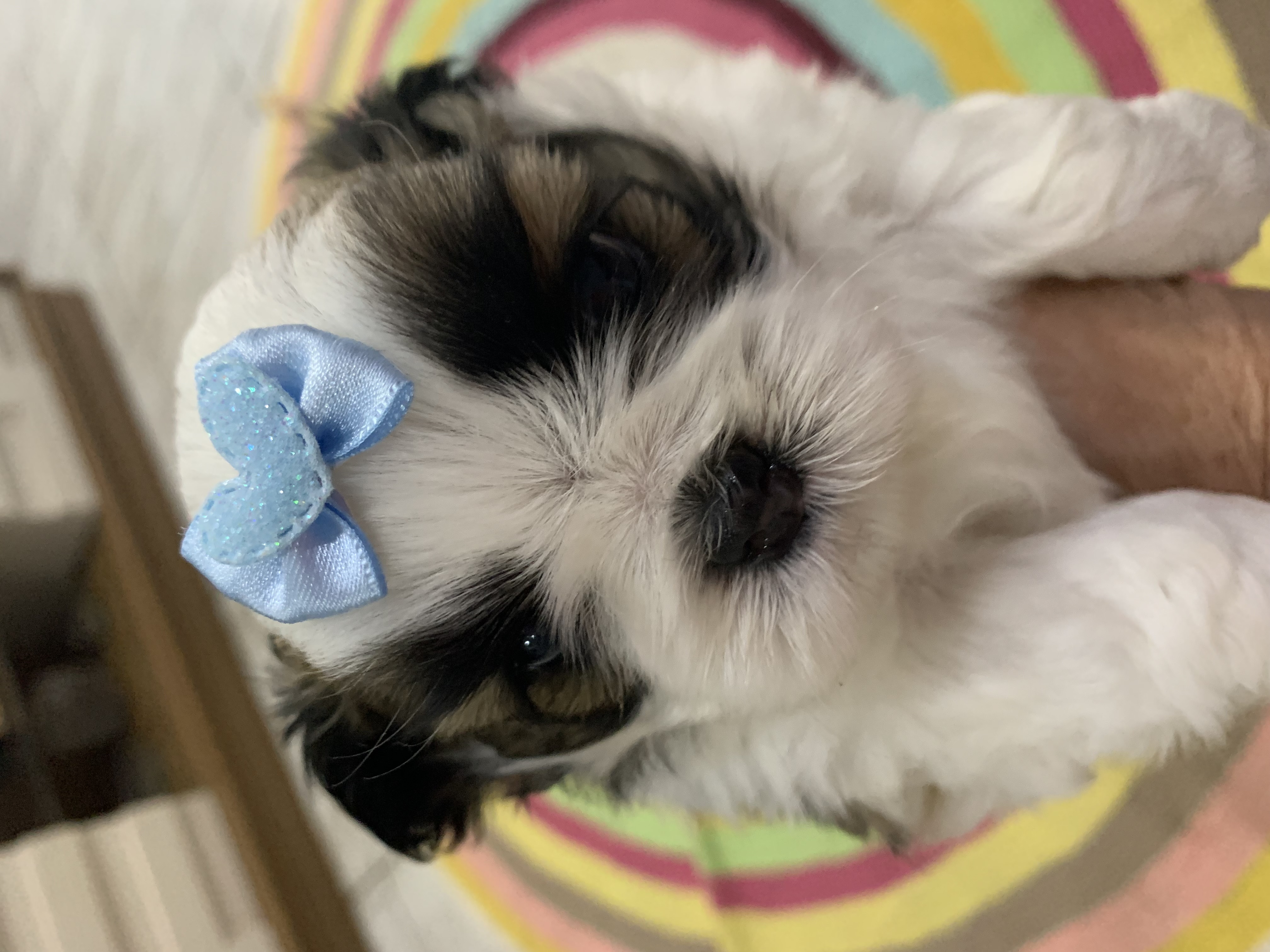 Portal Vendocão Filhote de Shih tzu fêmea  Seropedica