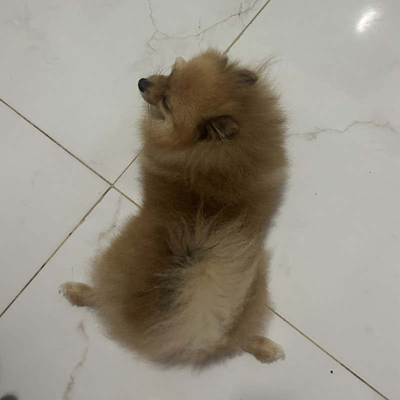 Spitz Alemão Macho – 2 anos  Disponibilizo Spitz Alemão macho, chamado Apolo, com 2 anos de idade.  O Apolo é um cão muito bonito, dócil, inteligente e companheiro. É uma raça conhecida por ser carinhosa, alerta e excelente para conviver com a família.  Informações:  * Raça: Spitz Alemão * Nome: Apo - Foto 3