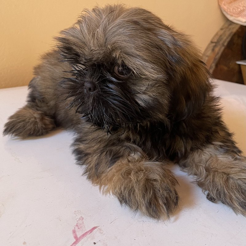 Filhotes de shih tzu macho - Foto 2
