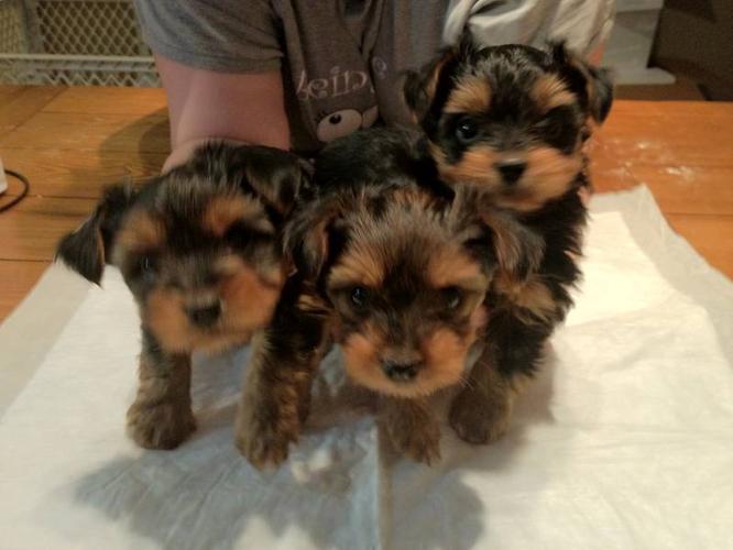 filhotes de Yorkshire Terrier Recreio 