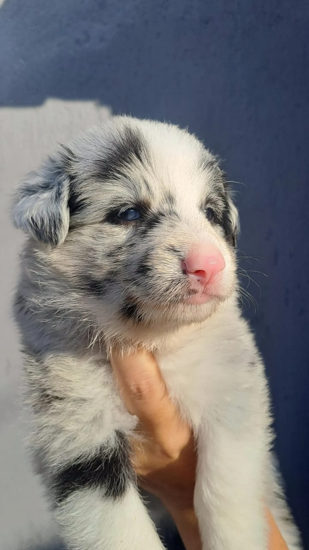 Portal Vendocão Vendo filhote border collie Guaratinguetá