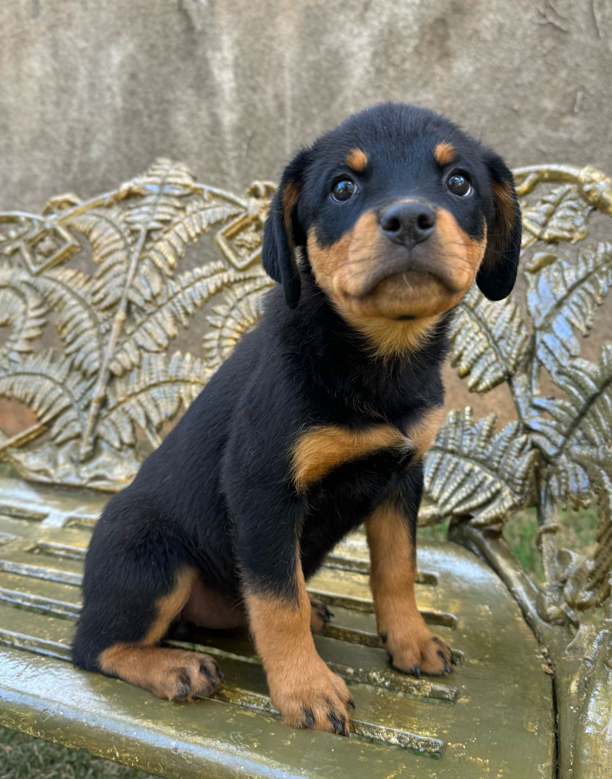 Portal Vendocão Casal Rottweiler disponível para venda e Pastor Suíço Branco macho disponível também  Araguari 