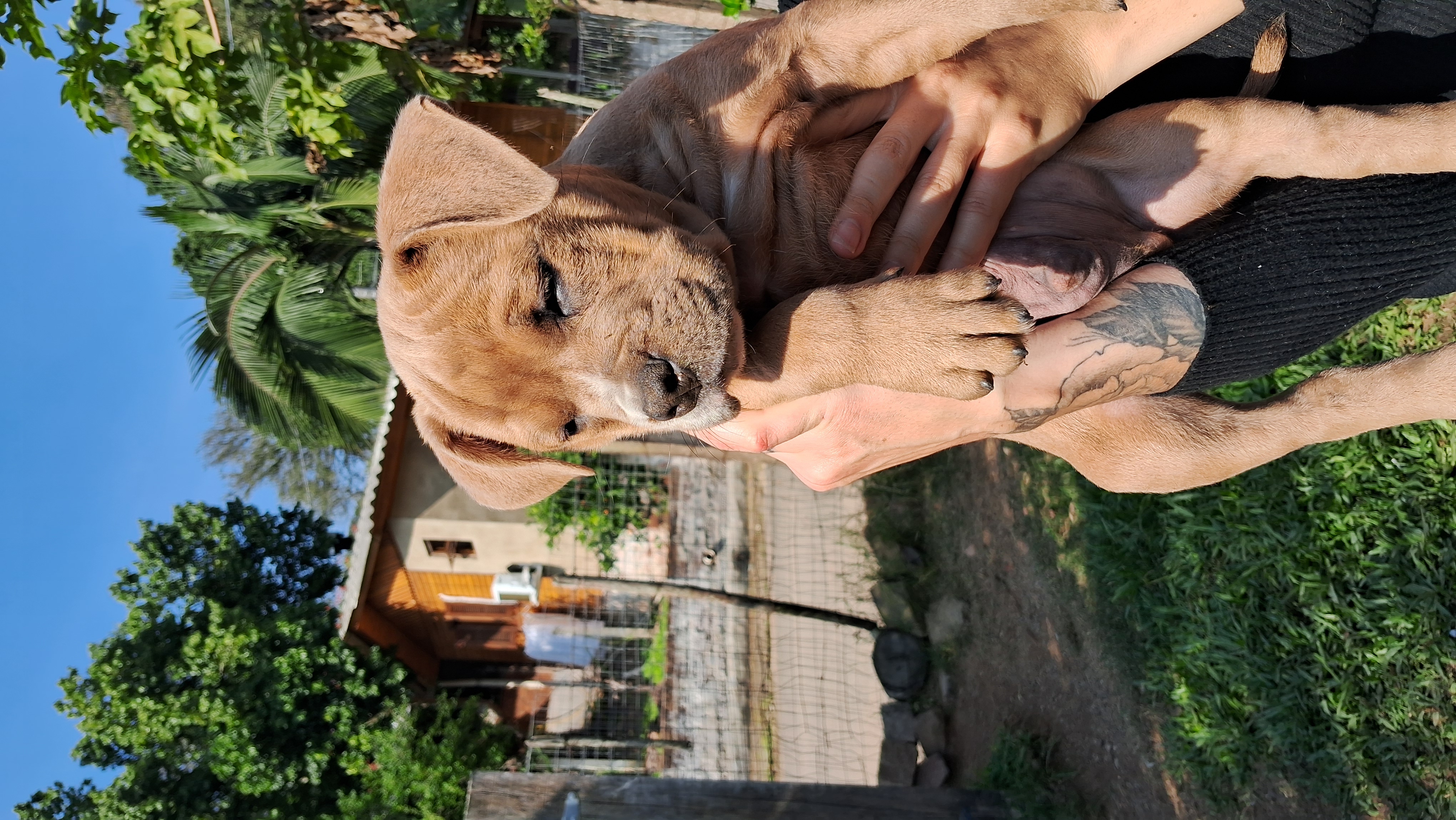 American bully filhotes - Foto 2