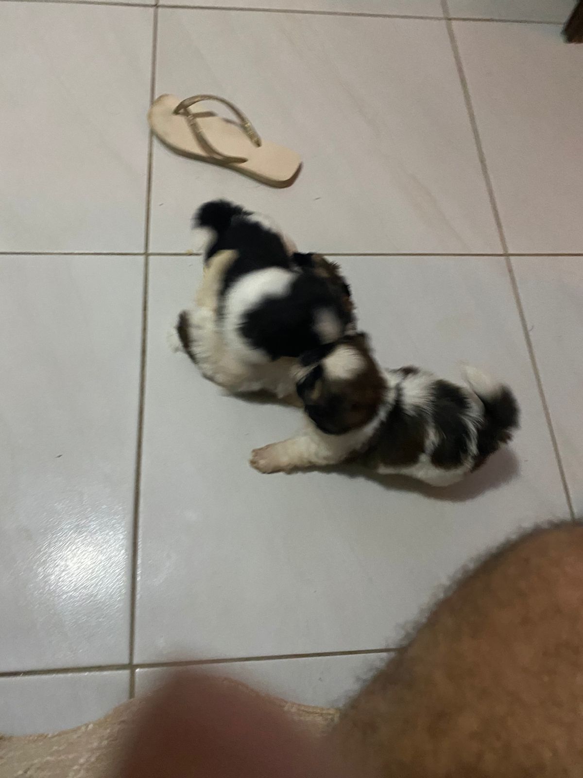 ? Lindos Filhotes de Shih-Tzu - Pronta entrega - Foto 1