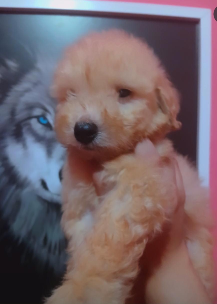 Filhotes Poodle macho - Foto 3