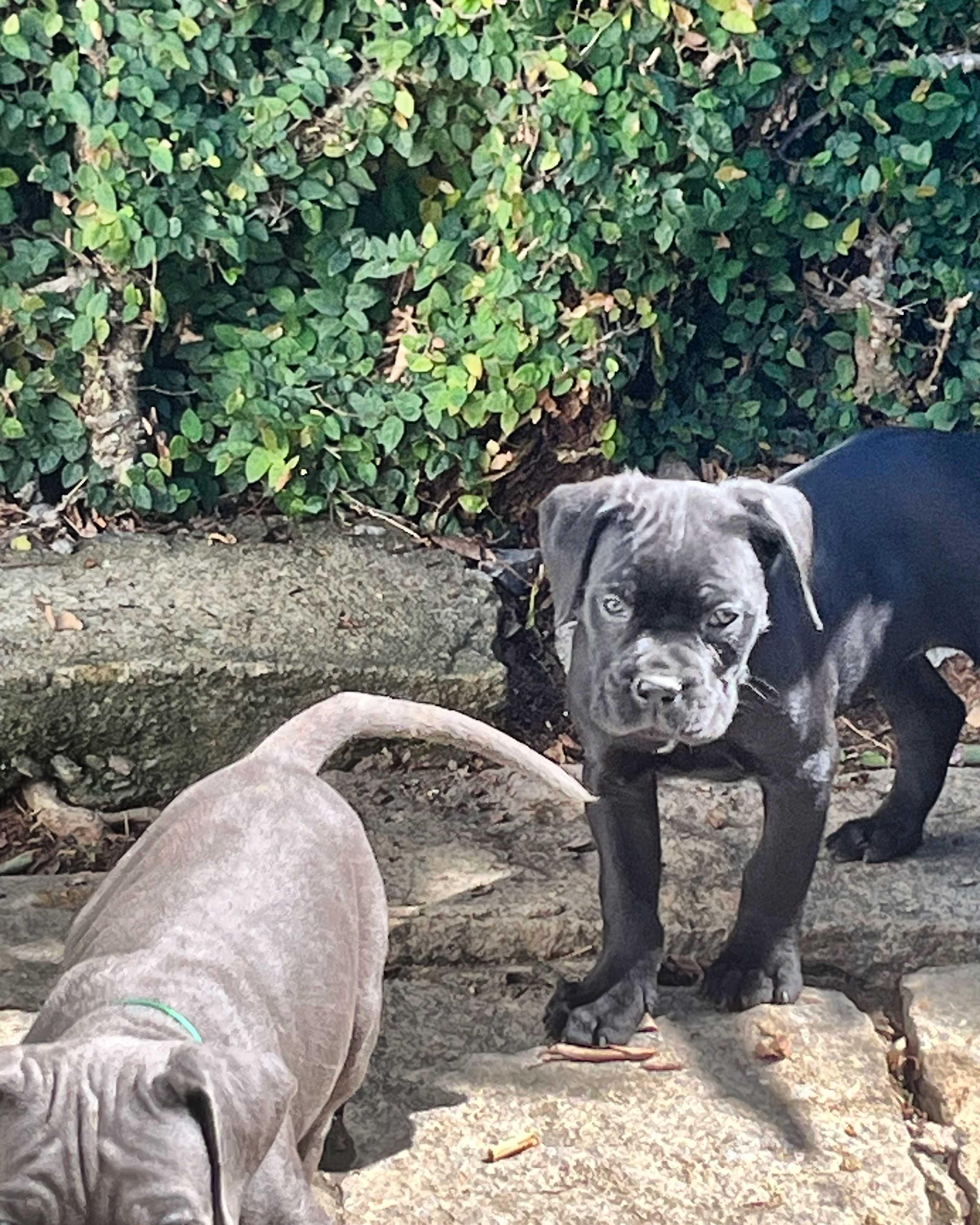 Portal Vendocão Cane corso - Venda de filhotes Petrópolis