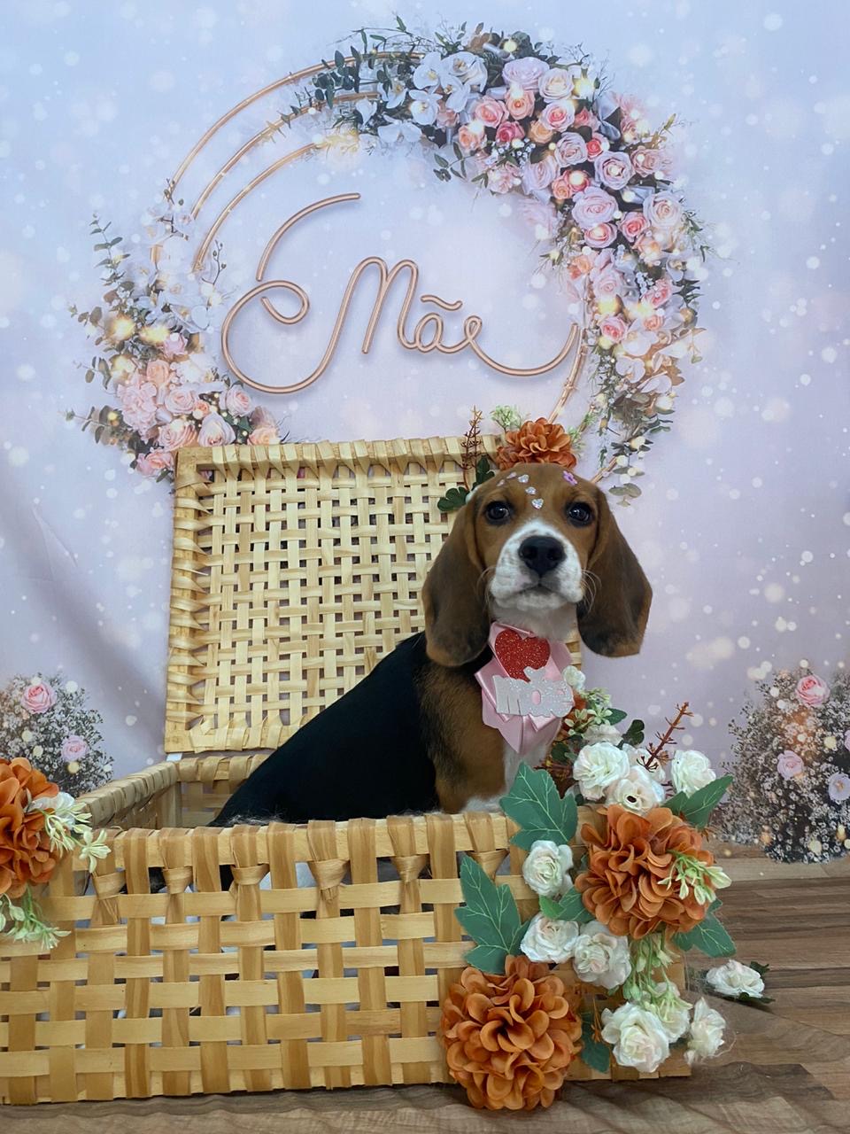 Portal Vendocão Beagle  Belo Jardim 