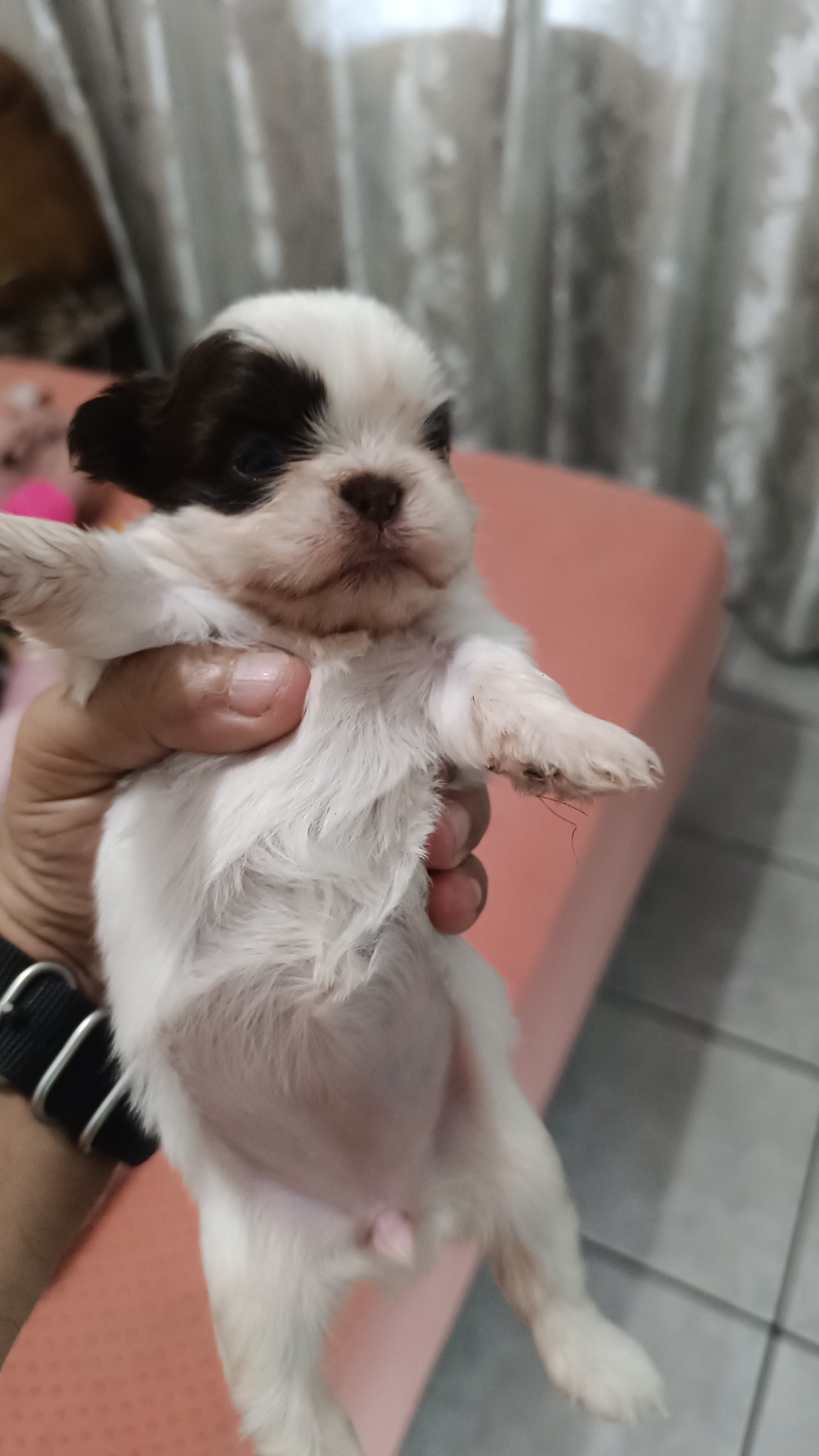 Portal Vendocão Mini shitzu  Serra