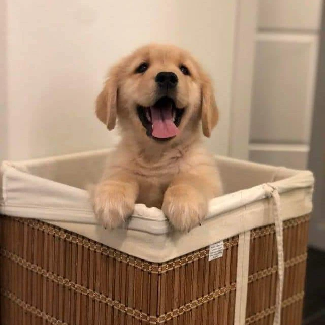 Portal Vendocão Temos Filhotes de Golden Retriever  São José de Ribamar