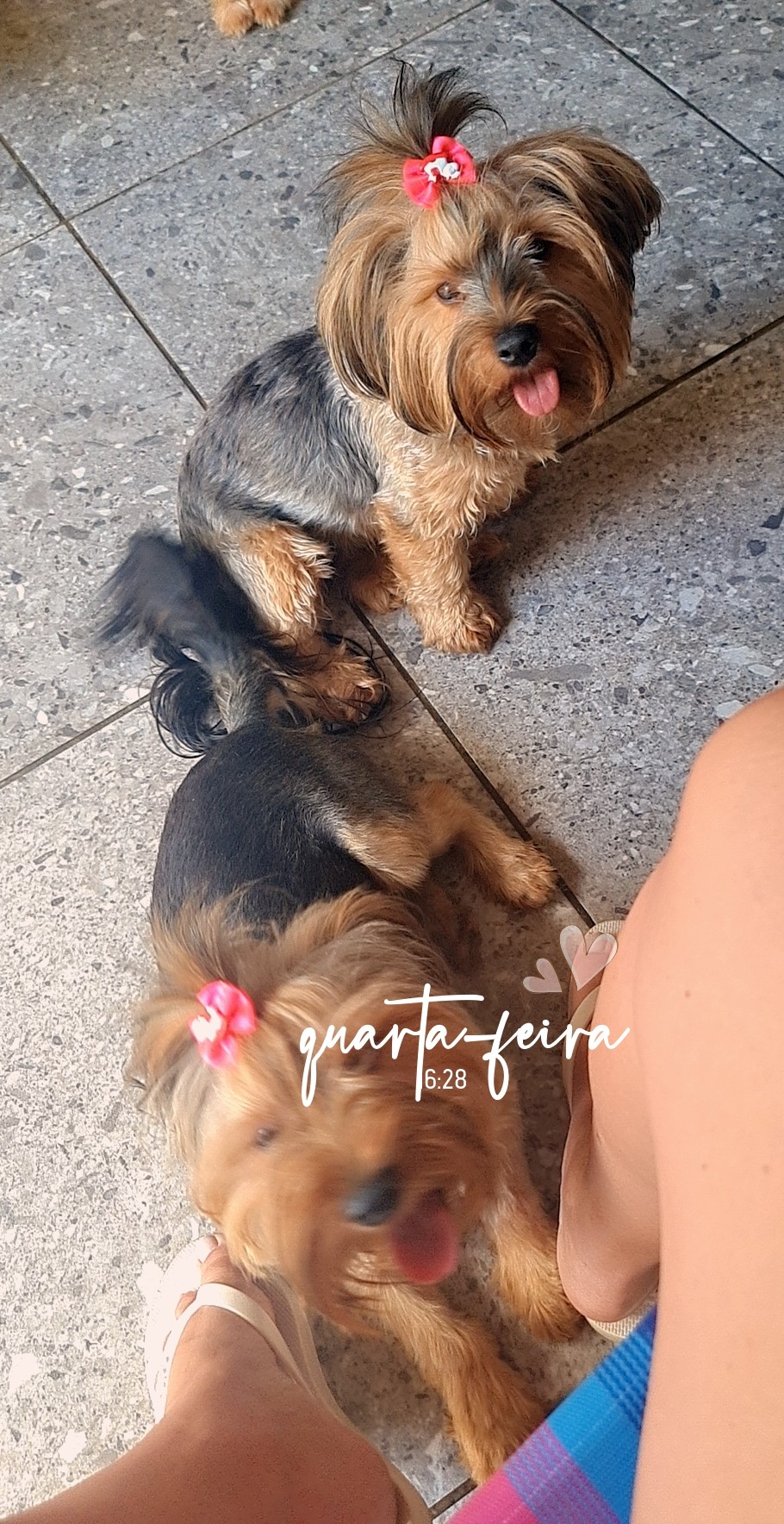 Portal Vendocão Duas Yorkshire terrier fêmeas adultas  Viamão