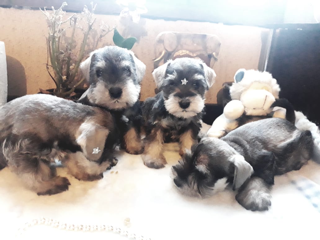Portal Vendocão Lindos Filhotes Schnauzer miniatura sorocaba
