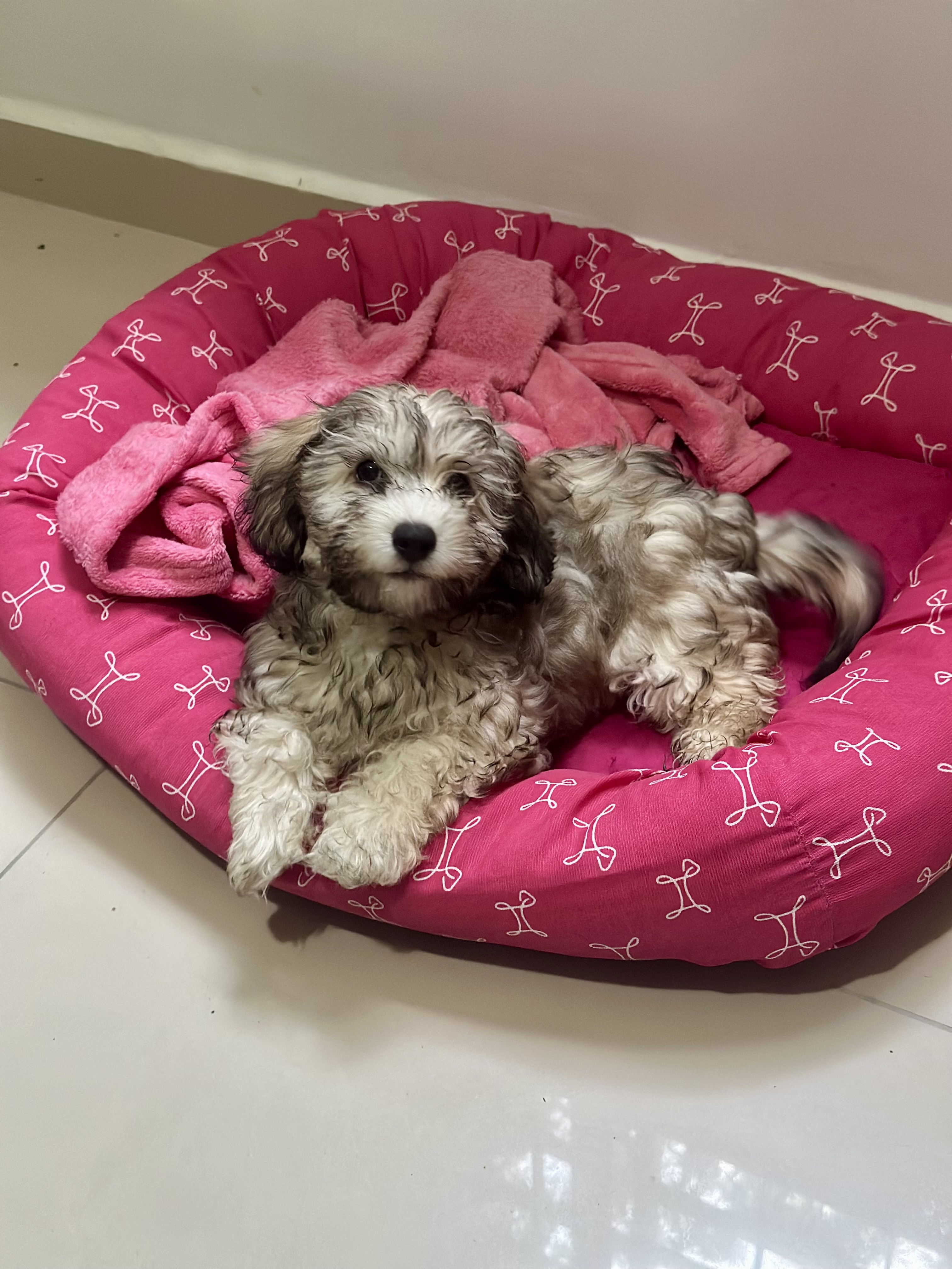 Portal Vendocão Poodle fêmea linda Jaboatão dos Guararapes