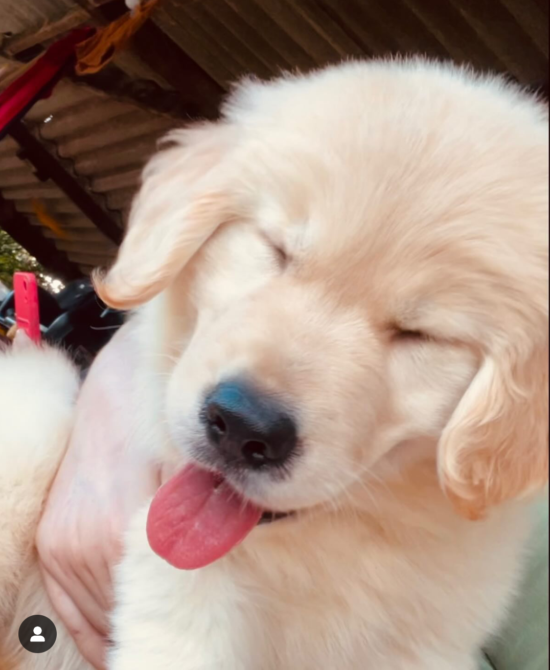 Portal Vendocão Filhotes de Golden Retriever  Mogi Das Cruzes