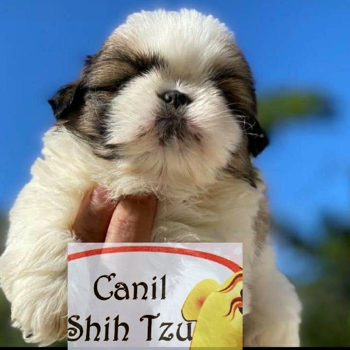 Portal Vendocão Shih tzu puro com pedigree opcional Nova Iguaçu