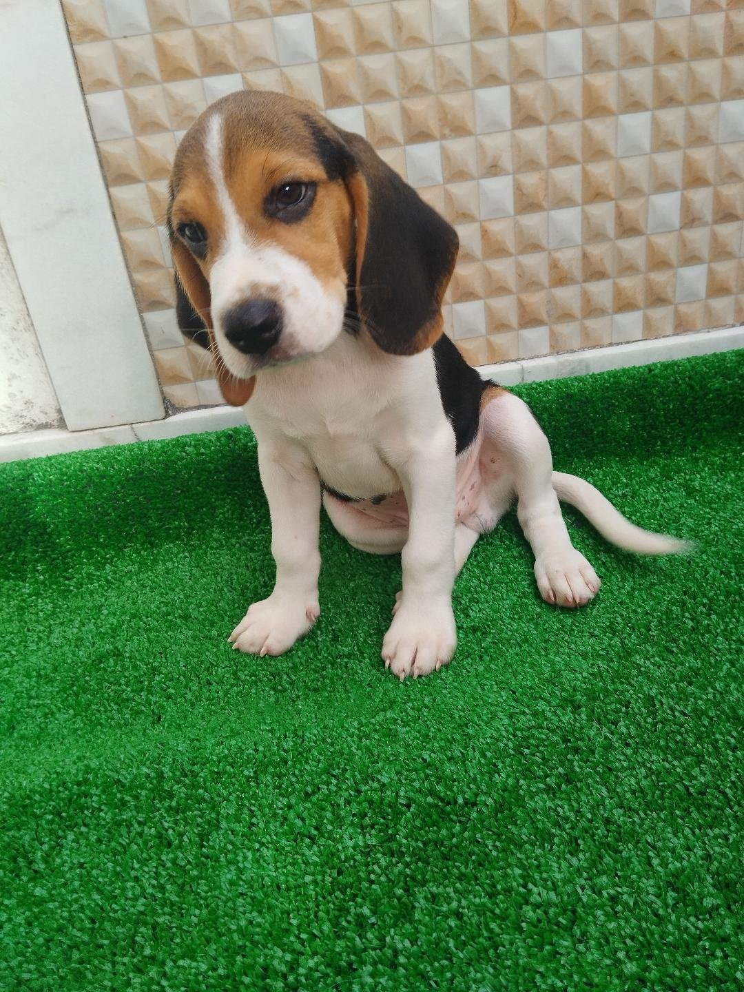 Filhotes de beagle 